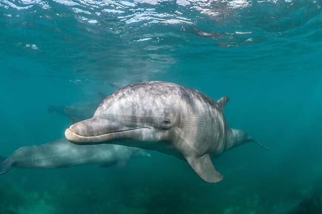 belle photo dauphin commun