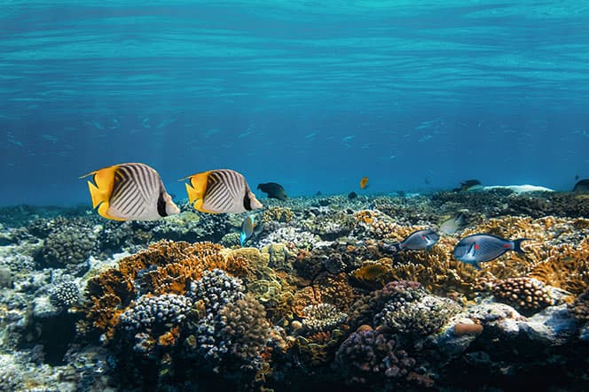 photo barriere de corail sous marine avec des poissons