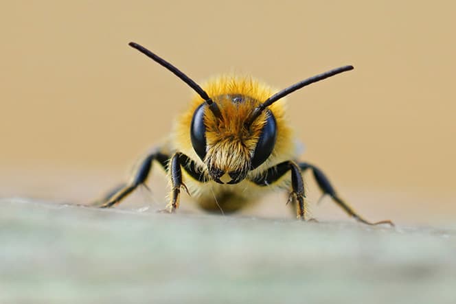 photo macro gros plan face abeile osmia niveata