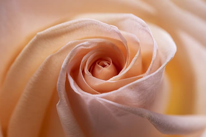 photographie macro gros plan détails fleur rose