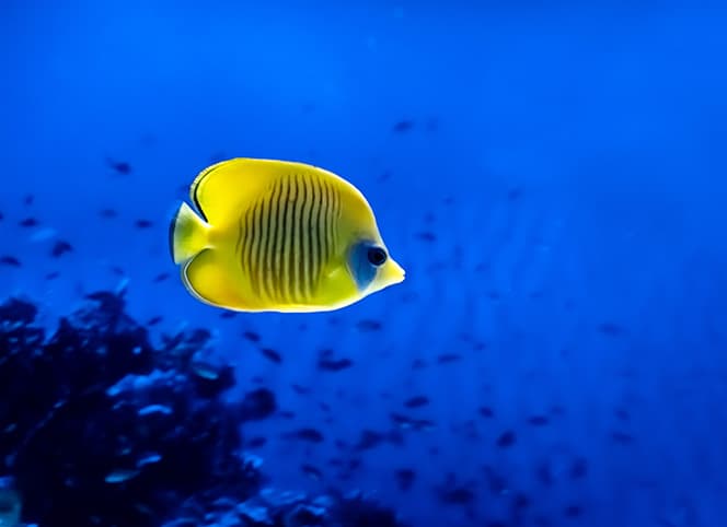 photographie poisson jaune vif sous l'eau fond marin