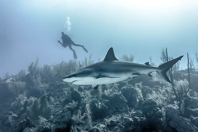 photographie sous marine grand requin nageant au dessus des récifs avec plongeur en arriere plan