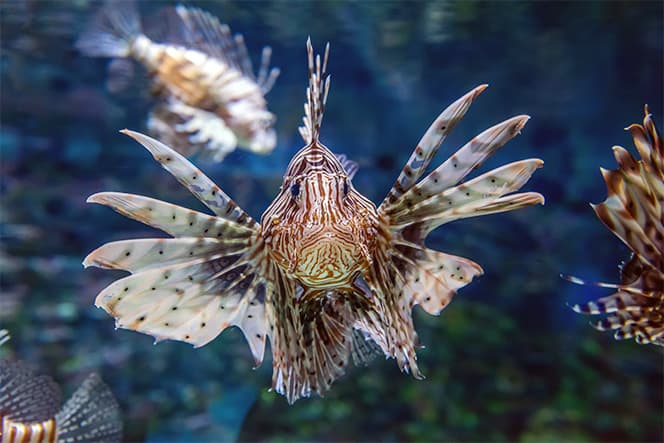 photographie sous marine poisson lion