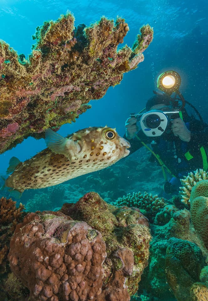 plongeur qui prend une photographie sous-marine