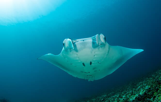 raie manta monde sous marin en indonesie