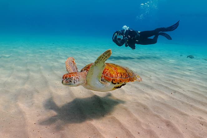 tortue nageant chelonia mydas photographe plongeur animal marin