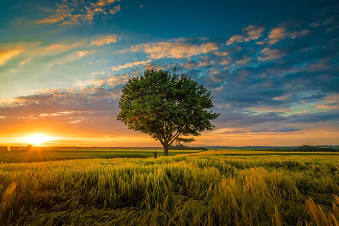 arbre au coucher du soleil