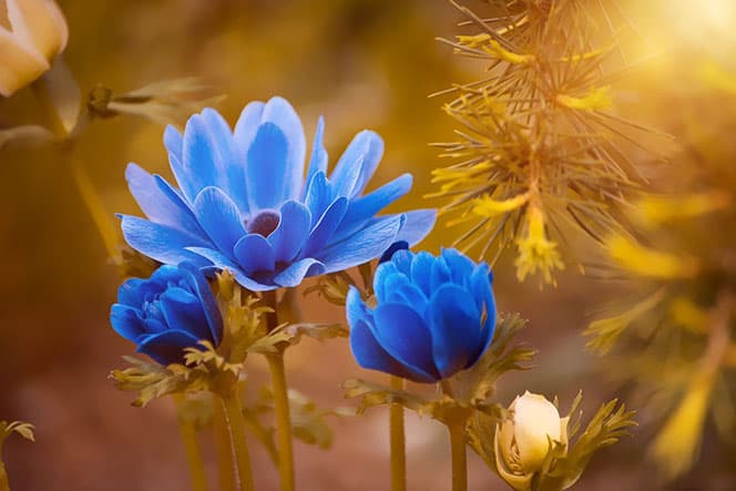 photographie fleurs anémone