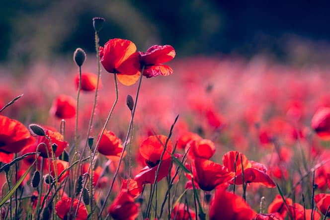 photographie fleurs coquelicot