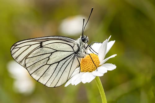 photographie macro papillon sur une fleur