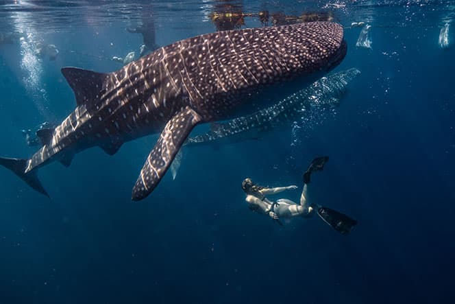 Lire la suite à propos de l’article La photographie sous-marine : capturer la beauté des profondeurs