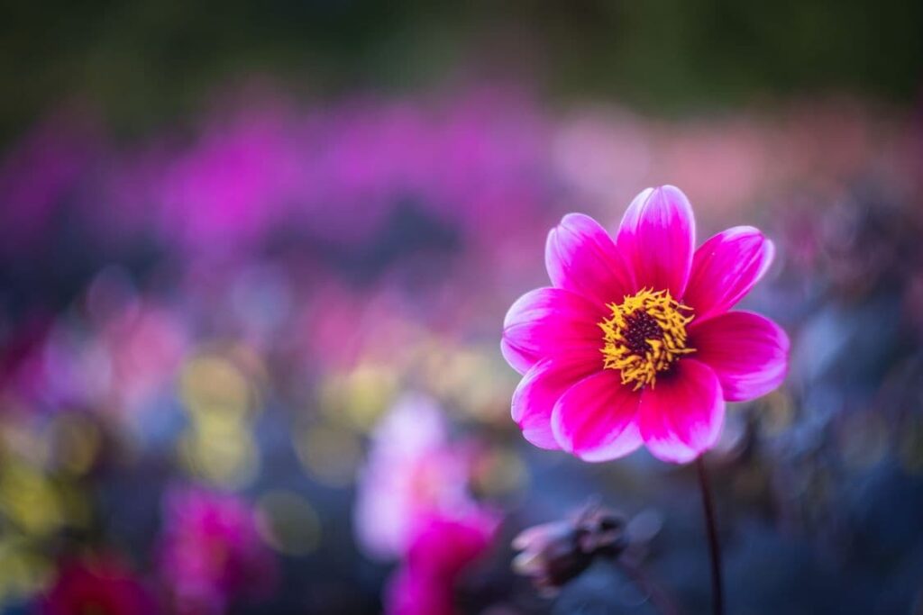 Lire la suite à propos de l’article Photographie de fleurs : 12 astuces à connaître pour réussir vos photos de plantes